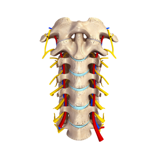 Cervical Disc Surgery